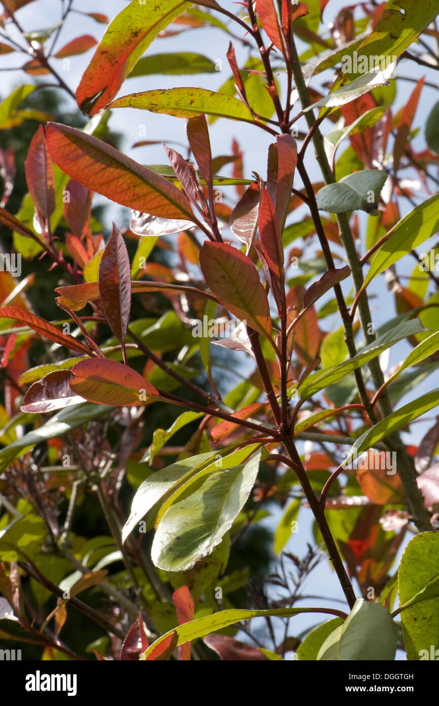 Photinia x fraseri red robin Fotos und Bildmaterial in hoher