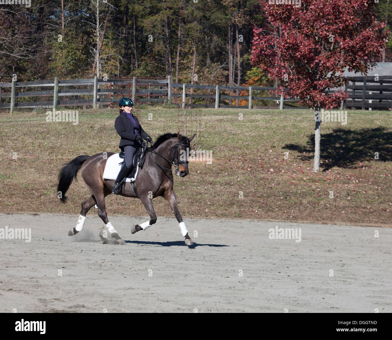 Frau auf einem dänischen Warmblut-Dressurpferd im Außenring Stockfoto