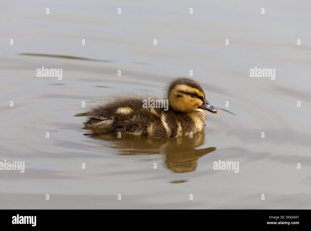 Junge Stockente ducking schwimmen auf dem Wasser mit geringen Schärfentiefe... Stockfoto
