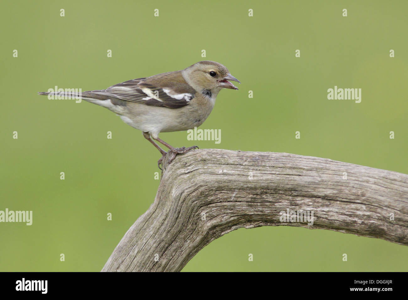 Buchfinken (Fringilla Coelebs) Erwachsenen weiblichen, thront mit der Aufforderung, auf Toten Ast, West Yorkshire, England, Mai Stockfoto