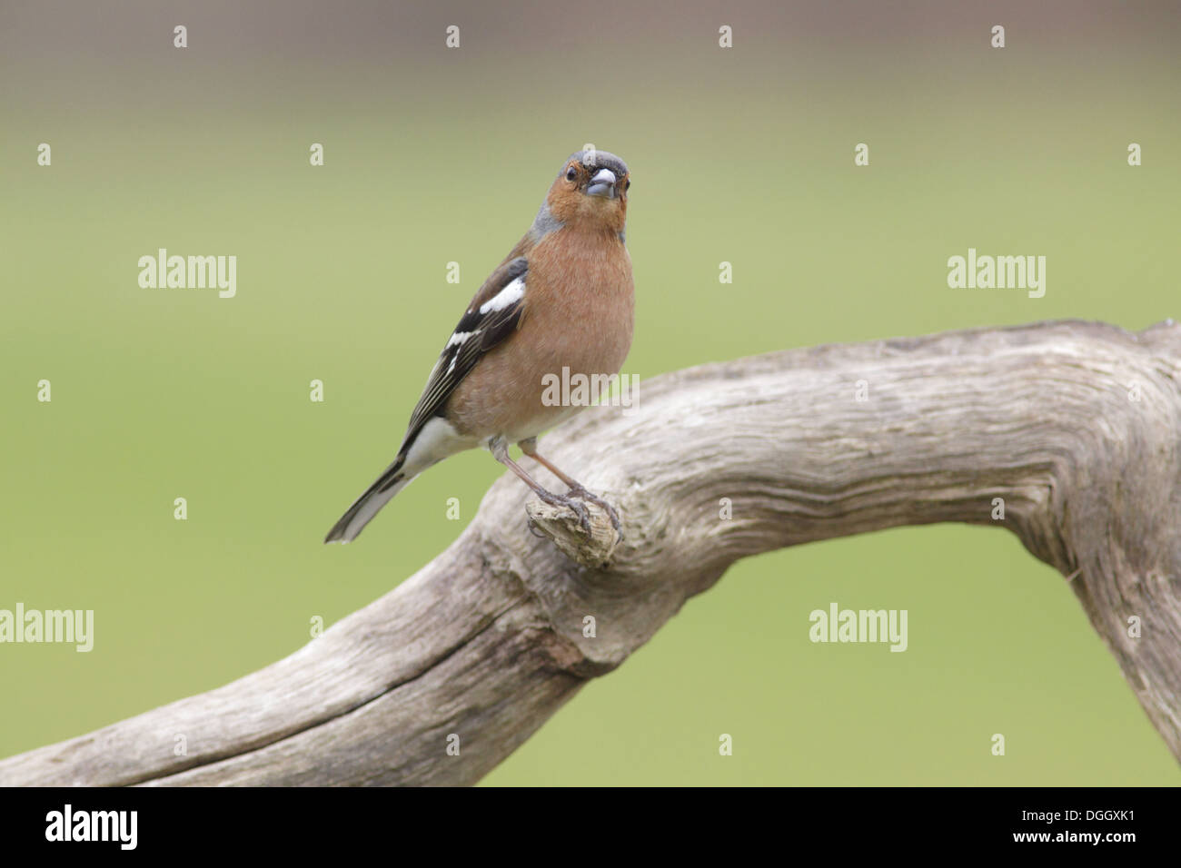 Buchfinken (Fringilla Coelebs) Männchen, thront auf Toten Ast, West Yorkshire, England, Mai Stockfoto