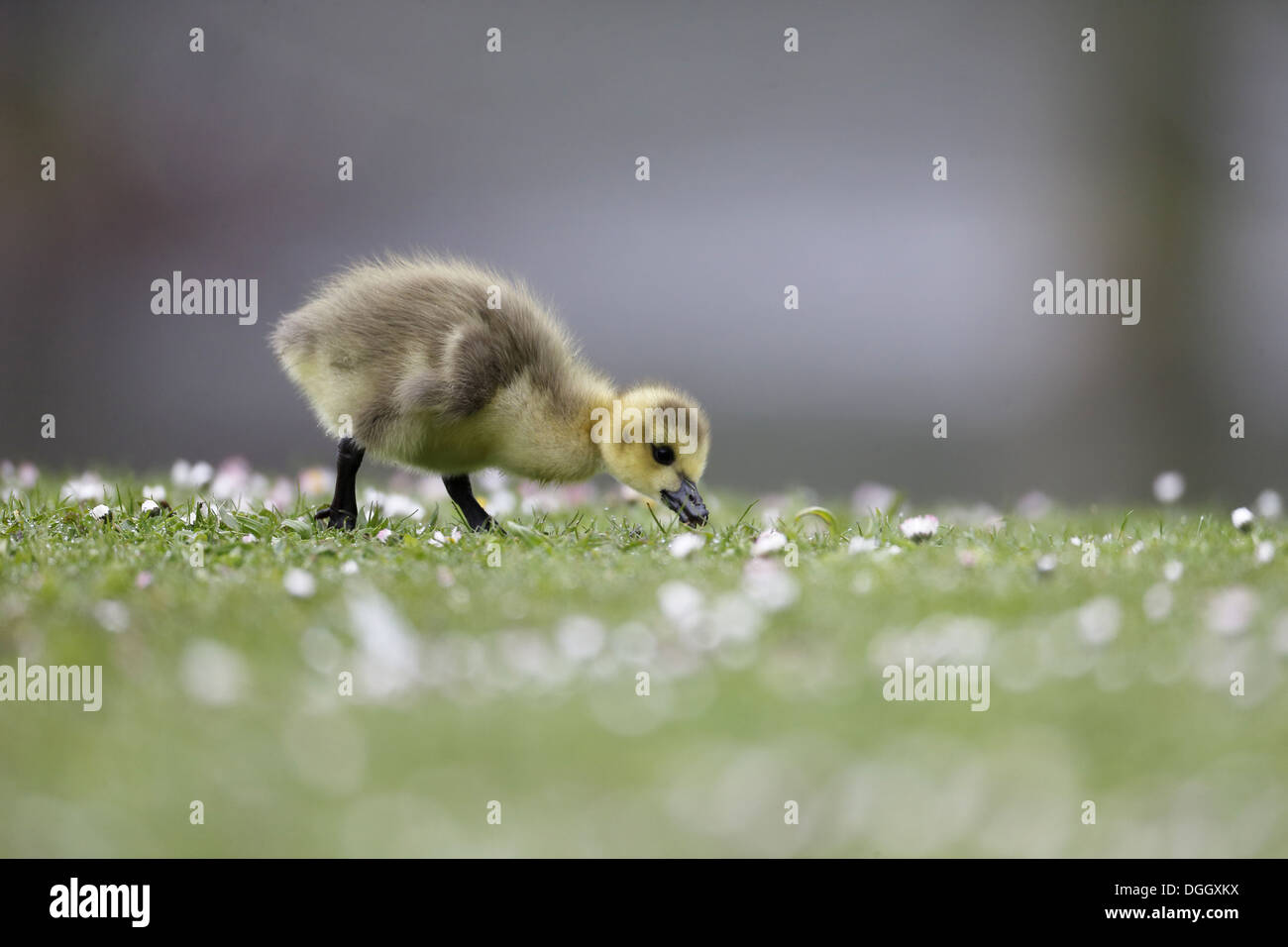 Kanadagans (Branta Canadensis) eingeführten Arten, Gosling, Fütterung auf Rasen in einem Stadt-Park, London, England, Mai Stockfoto