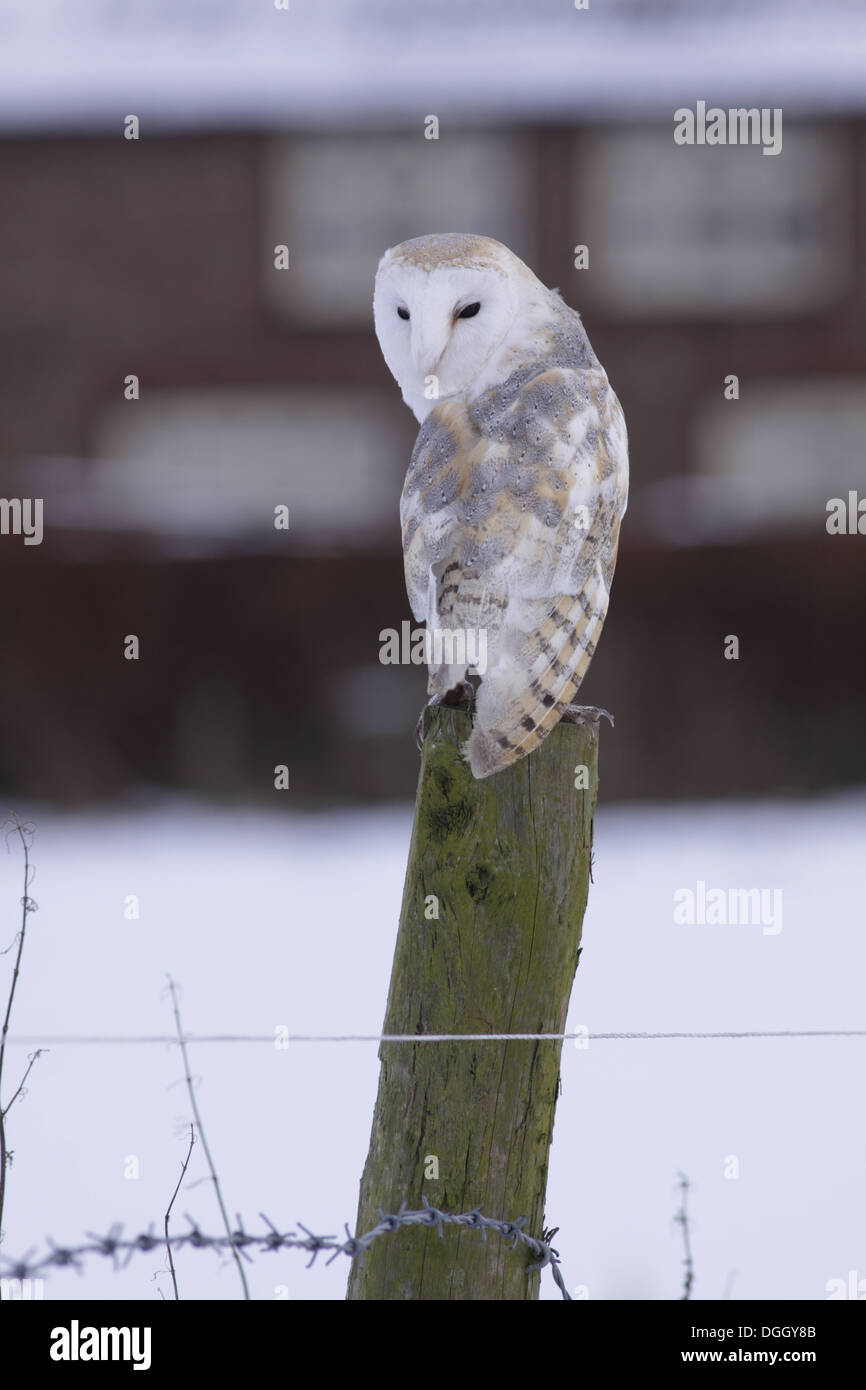 Schleiereule (Tyto Alba) Männchen gehockt Zaunpfahl im Schnee mit Hütte im Hintergrund North Yorkshire England Januar Stockfoto