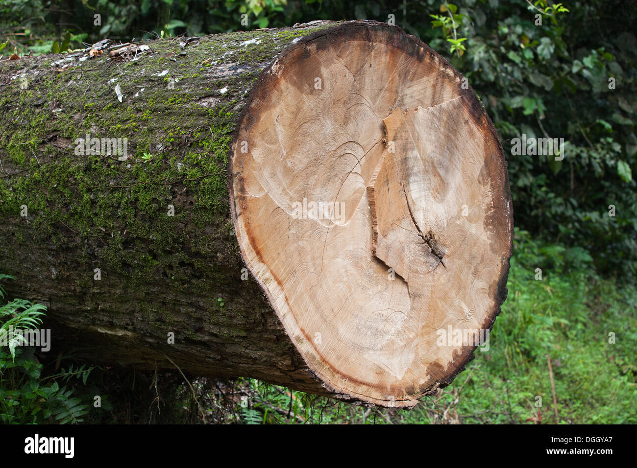 Stamm eines Schnittbaums im tropischen Regenwald der Tiefebene, Sabah, Borneo, Malaysia Stockfoto
