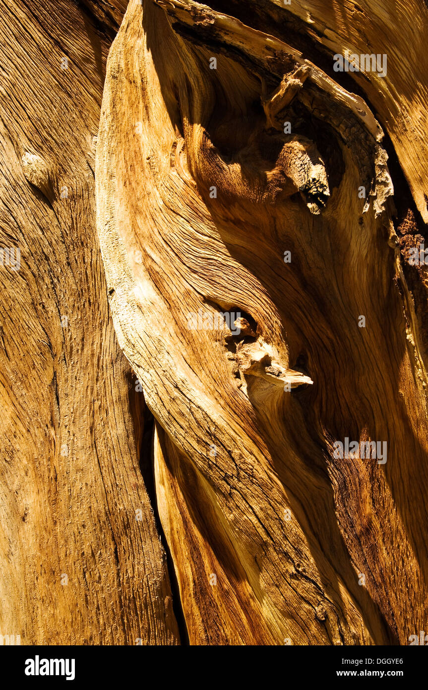Bristlecone Kiefer Holzmaserung Stockfoto