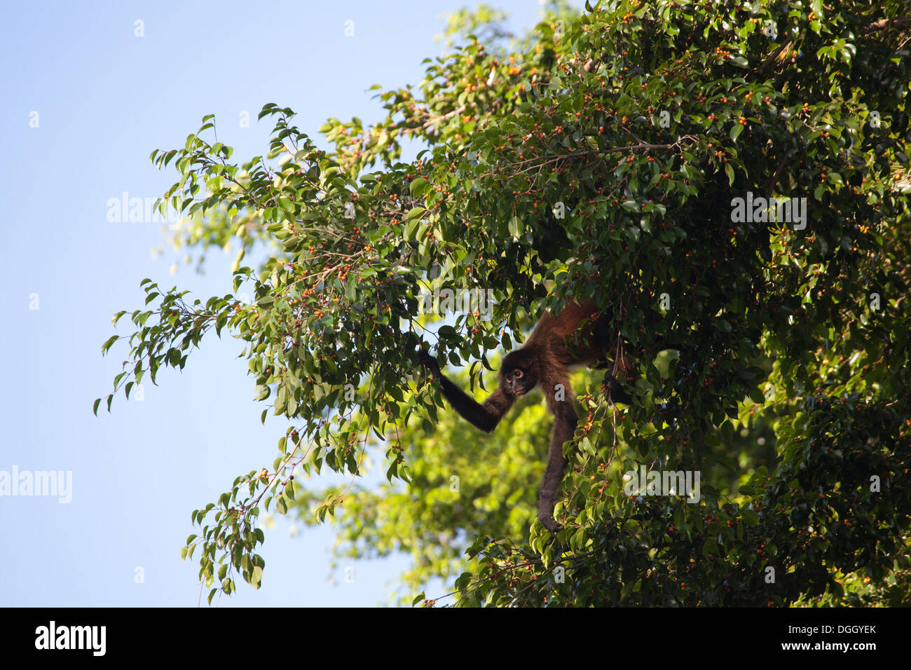 Schwarz - übergeben Spider Monkey (Ateles geoffroyi) Nahrungssuche auf fruchtkörper Baum im tropischen Regenwald. Stockfoto