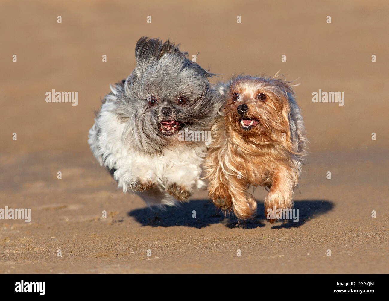 Yorkshire-Terrier und Shih Tzu Hunde zusammen laufen am Sandstrand. Stockfoto
