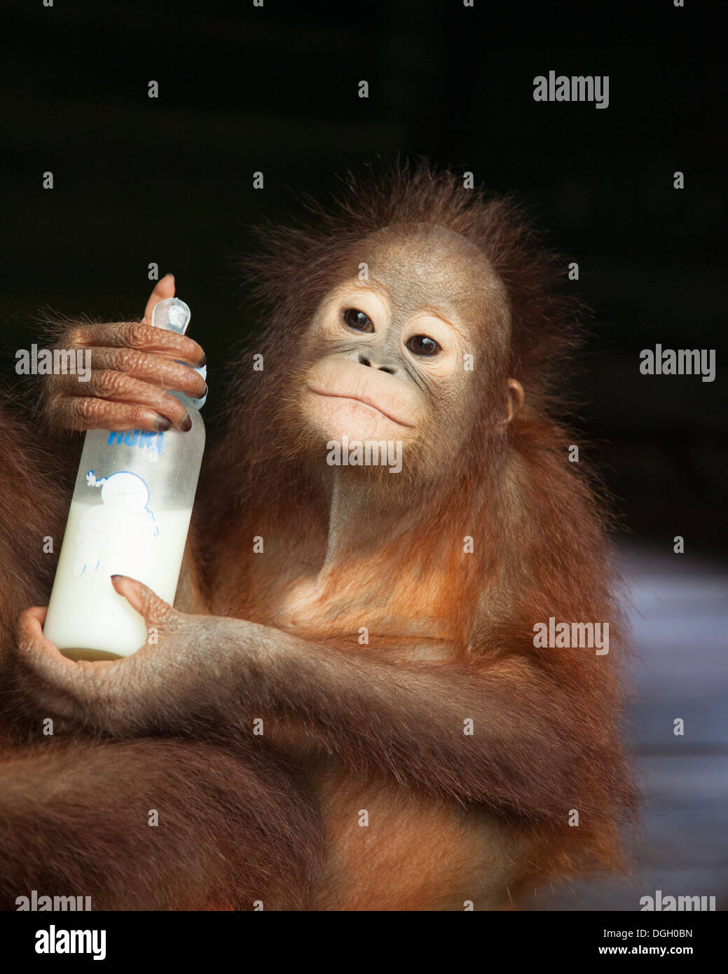 Orang-Utan-Baby (Pongo pygmaeus) mit einer Flasche Milch im Orang-Utan-Pflegezentrum und Quarantäne in Indonesien Stockfoto