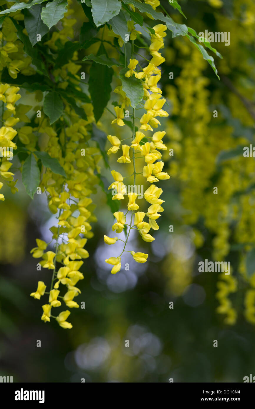 Nahaufnahme der Goldregen, gelben Blüten mit geringen Schärfentiefe. Stockfoto