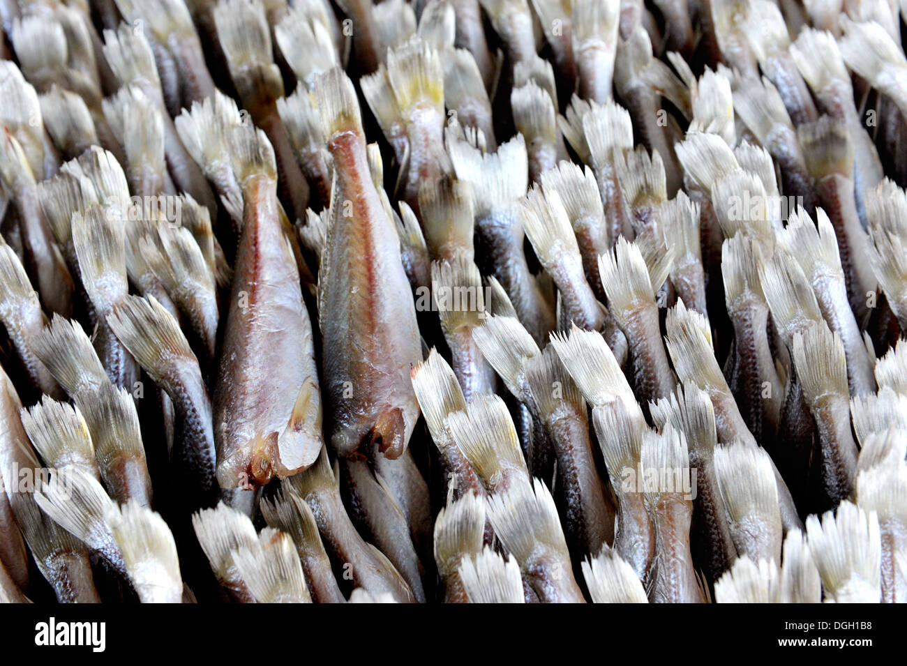 Trocknen die Fische unter der Sonne in der Provinz Krabi, Thailand Stockfoto