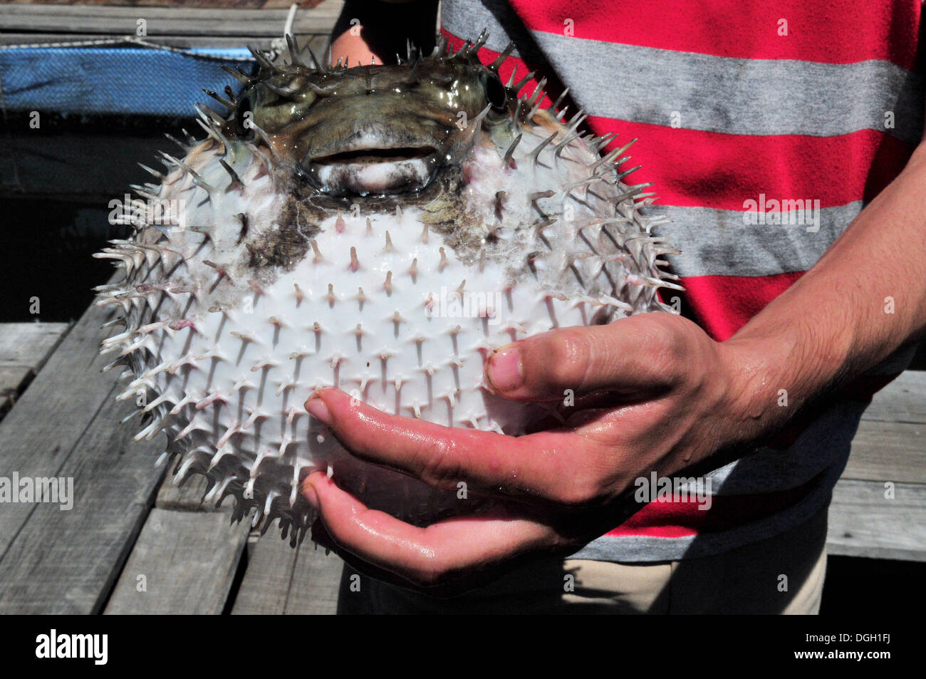 Einen aufgeblähten Kugelfisch (Krabi, Thailand) Stockfoto