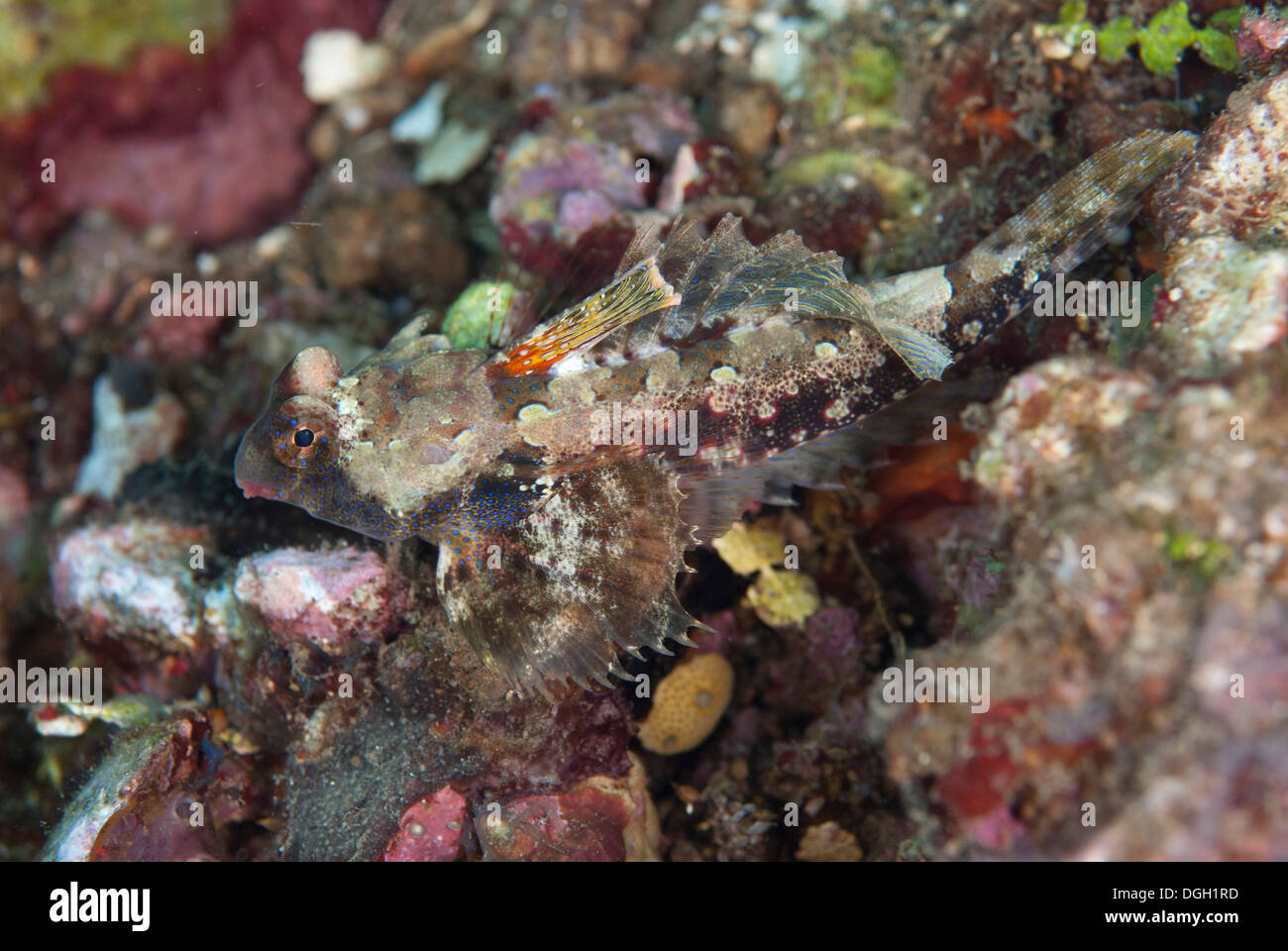 Morrisons synchiropus morrisoni Fotos und Bildmaterial in