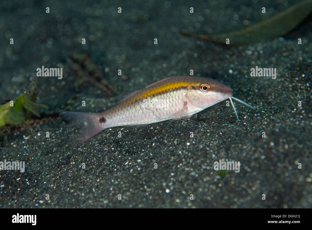 Strich-Punkt Goatfish (Parupeneus Barberinus) Erwachsenen Nahrungssuche auf schwarzen Sand Lembeh Straße Sulawesi Sunda-Inseln in Indonesien Juli Stockfoto