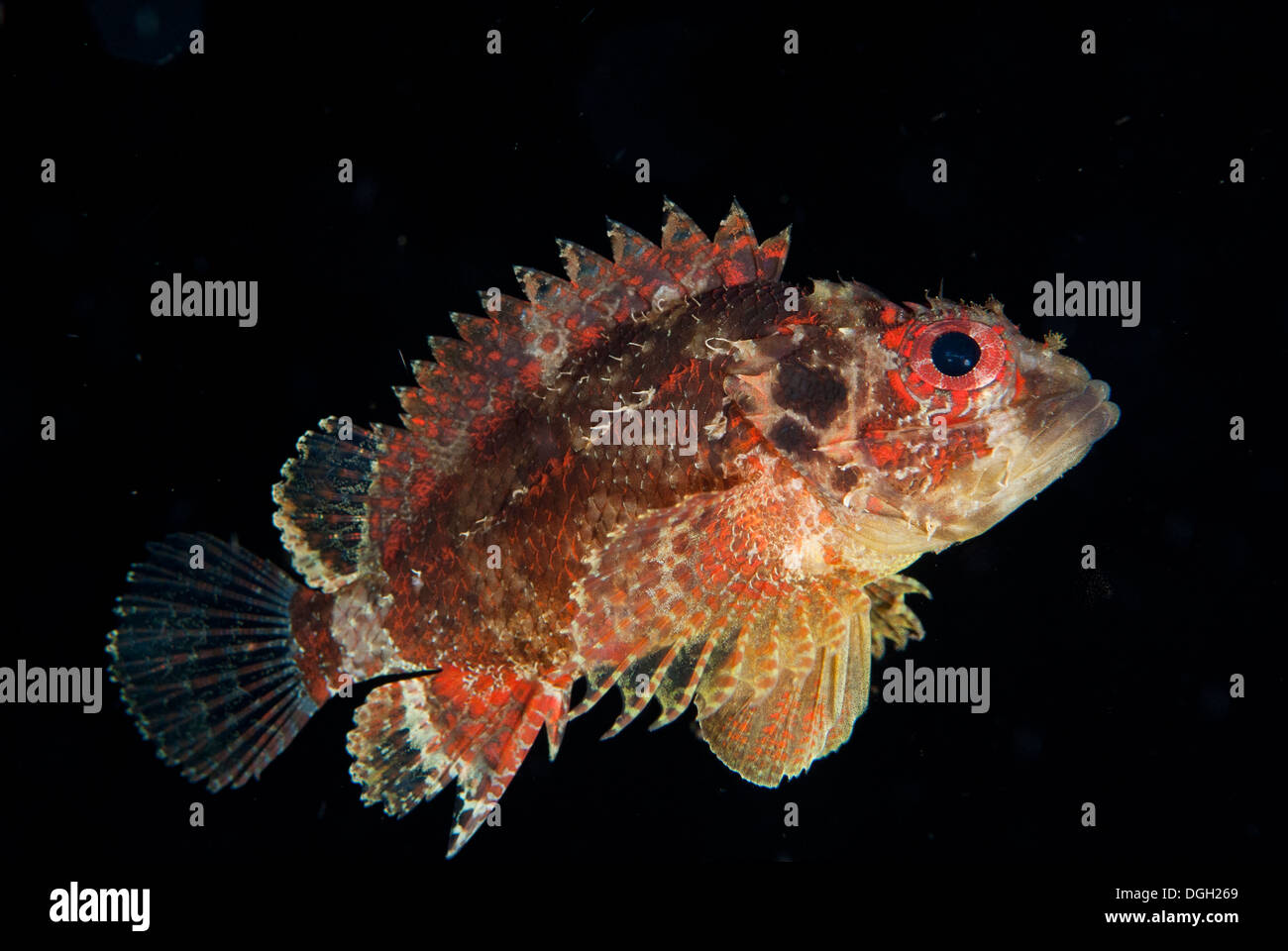 Scorpaenodes guamensis Fotos und Bildmaterial in hoher Auflösung Alamy