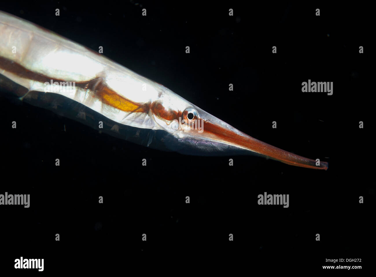 Starre Shrimpfish (Centriscus Scutatus) Erwachsene, Nahaufnahme des Kopfes, Lembeh Straße, Sulawesi, Sunda-Inseln, Indonesien, Juli Stockfoto