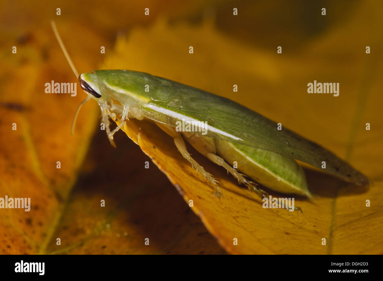 Green Banana Schabe (Panchlora Nivea) eingeführt Arten blinder Passagier innerhalb der Sendung produzieren am ehesten Bananen Erwachsene Stockfoto