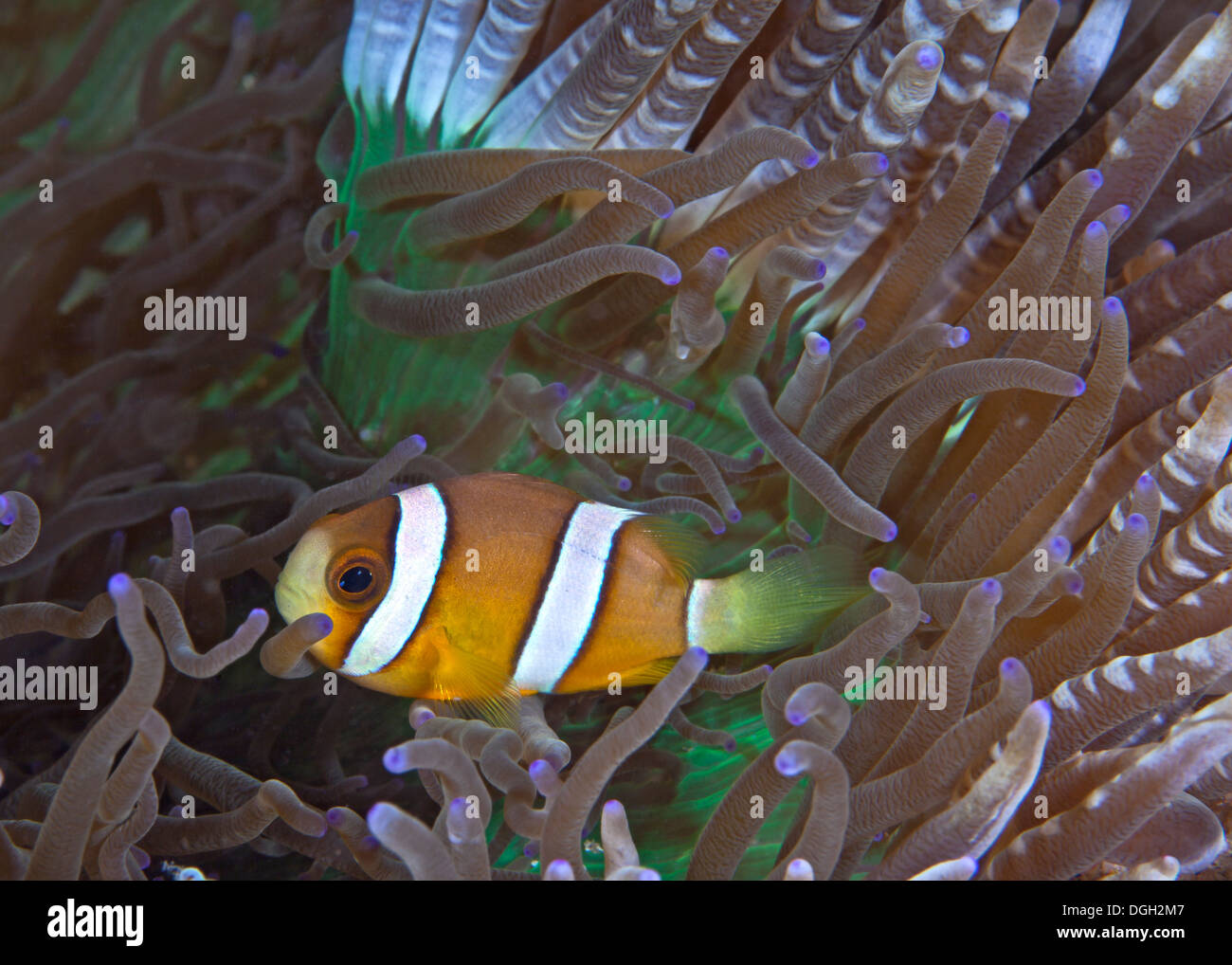 Orangefarbene Clownfische in grün und lila Perle-Tentakel Anemone. Stockfoto