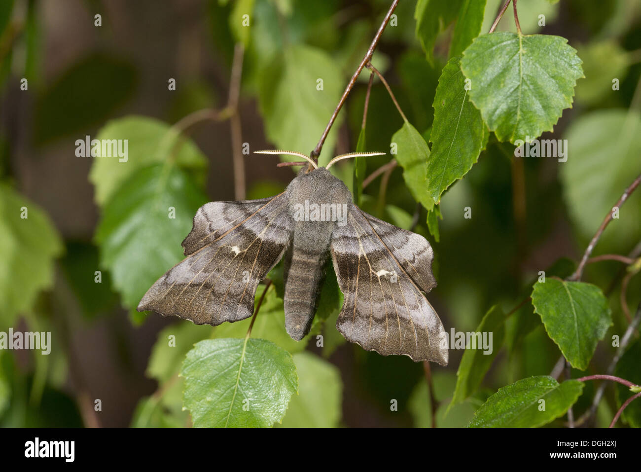 Pappel Hawkmoth (Laothoe Populi) Erwachsenen, ruht auf Zweig, Norfolk, England, Juni Stockfoto