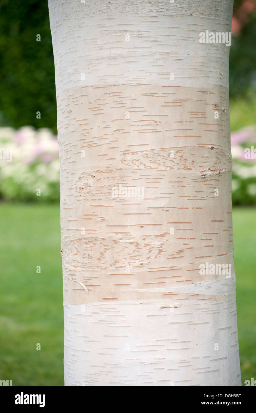 BETULA UTILIS VAR JACQUEMONTII SILBER SHADOW Stockfoto