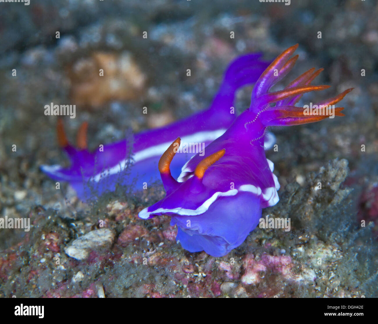 Lila Nacktschnecken, Hypselodoris Apolegmaa. Puerto Galera, Philippinen. Stockfoto