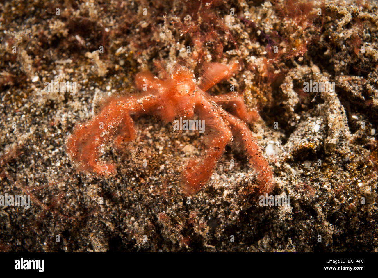 Orang Utan Krabbe (Oncinopus SP.) in Gefahr-Anzeige in der Lembeh-Strait aus Nord-Sulawesi, Indonesien. Stockfoto