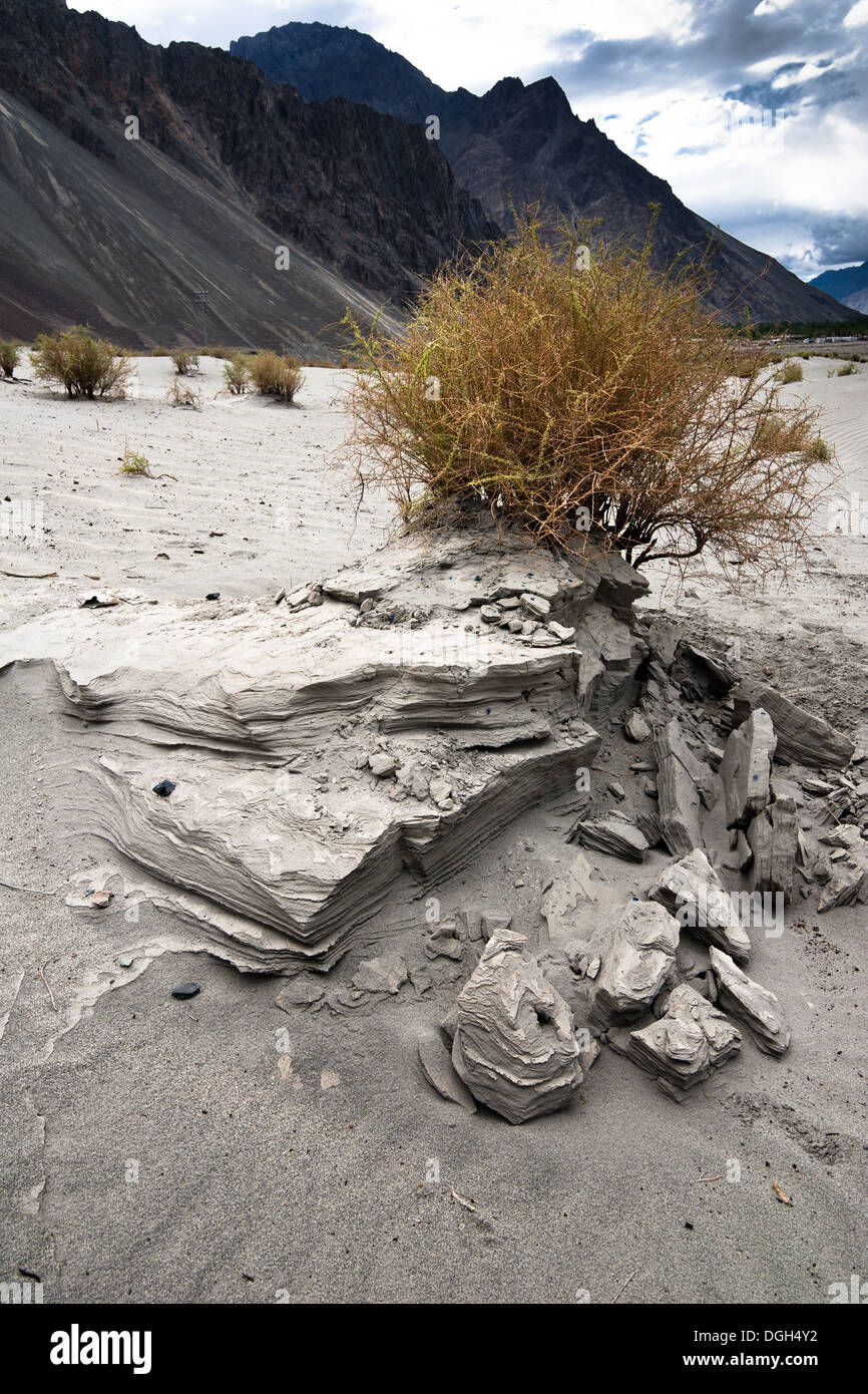 Pflanze wächst an Nubra Valley Dünen der Wüste. Landschaft des Himalaya-Gebirges. Indien, Ladakh, Höhe 3100 m Stockfoto