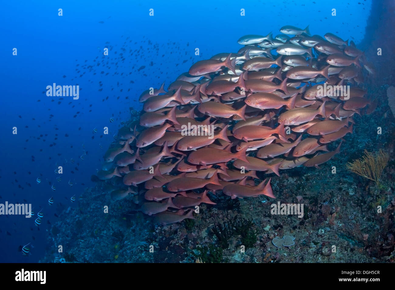 Fischschwarm von roten Schnapper (Lutjanus Bohar), Verde Island, Philippinen. Stockfoto