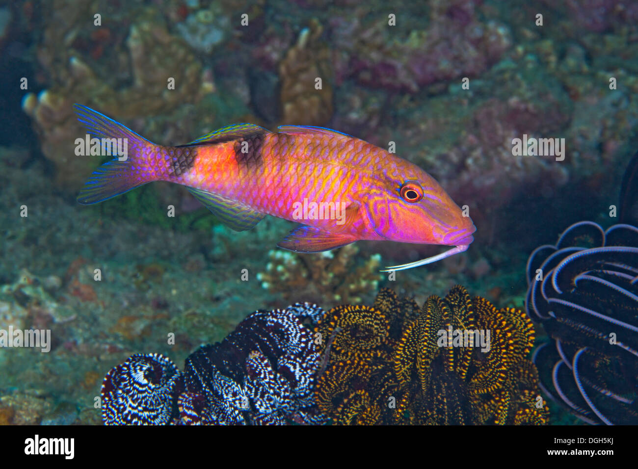 Rote Goatfish (Mulloidichythys Pflugeri), Puerto Galera, Philippinen. Stockfoto