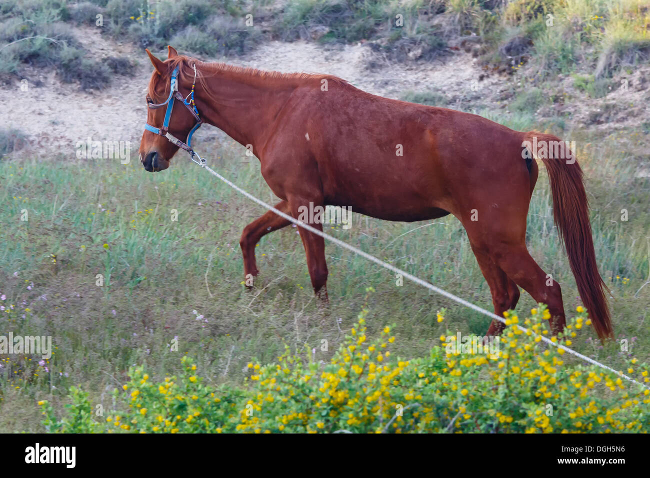 Pferd auf einem Hügel streifte Stockfoto
