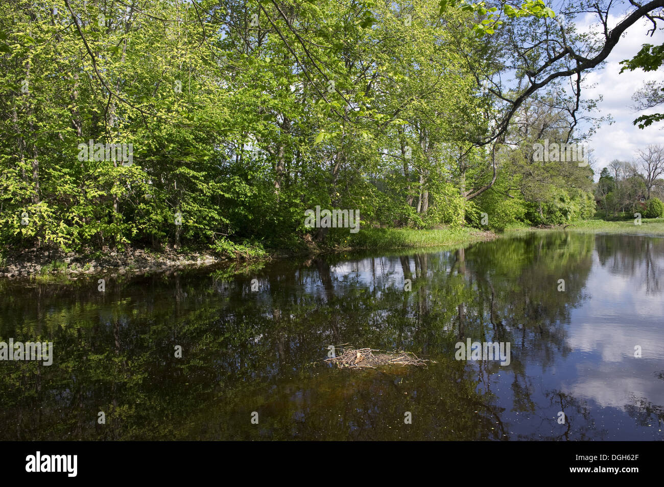 Blick auf Fluss und Bäume am Ufer, Tamnar Fluss, Vastland, Uppland, Schweden, kann Stockfoto