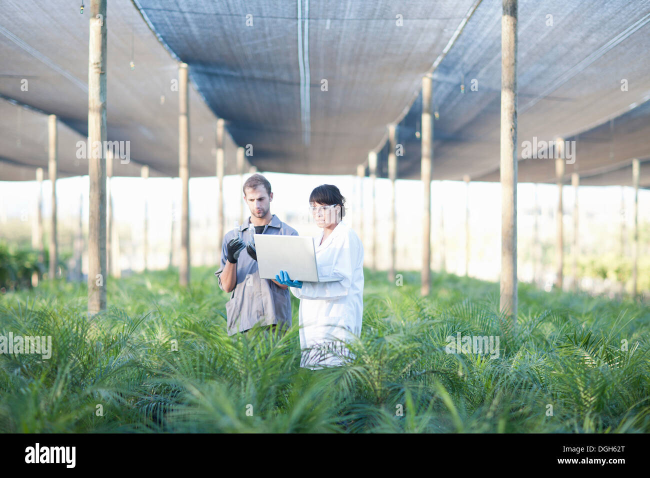 Arbeiter und Wissenschaftler mit Laptop in Gärtnerei Stockfoto
