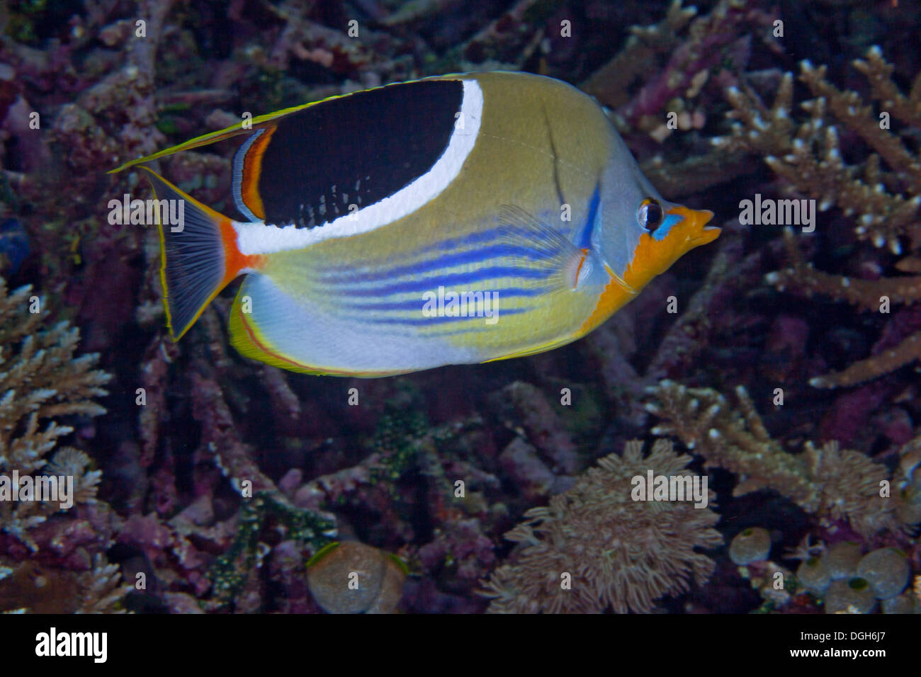 Gesattelt Butterflyfish (Chaetodontidae Ephippium), Puerto Galera, Philippinen. Stockfoto