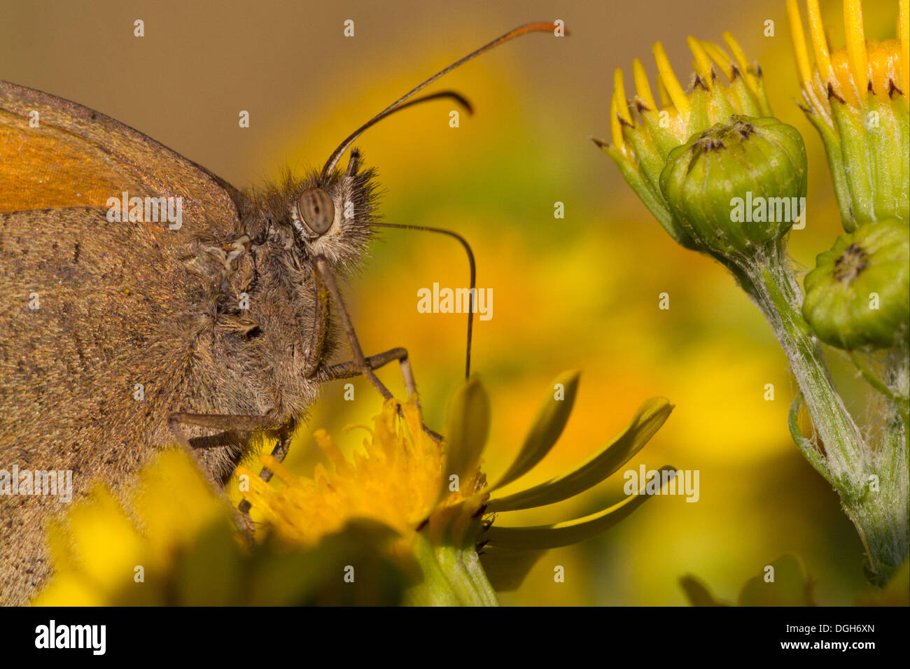 Nahaufnahme der Wiese braun Schmetterling (Maniola Jurtina) Fütterung von einer Blume Kreuzkraut Stockfoto