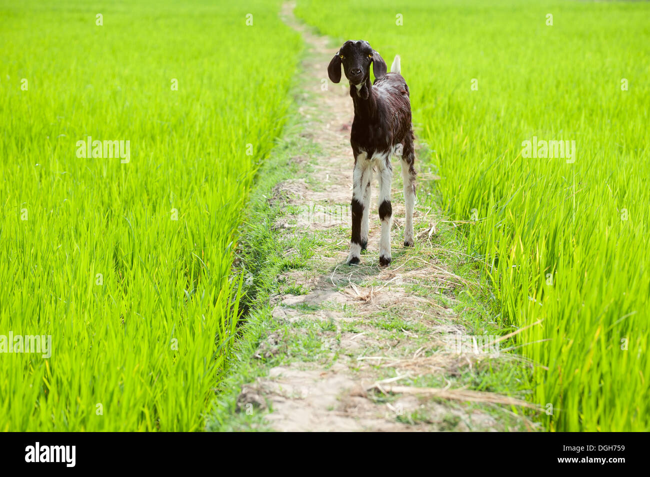Nutztier. Zicklein spielen im Reisfeld. Süd-Indien, Tamil Nadu Stockfoto