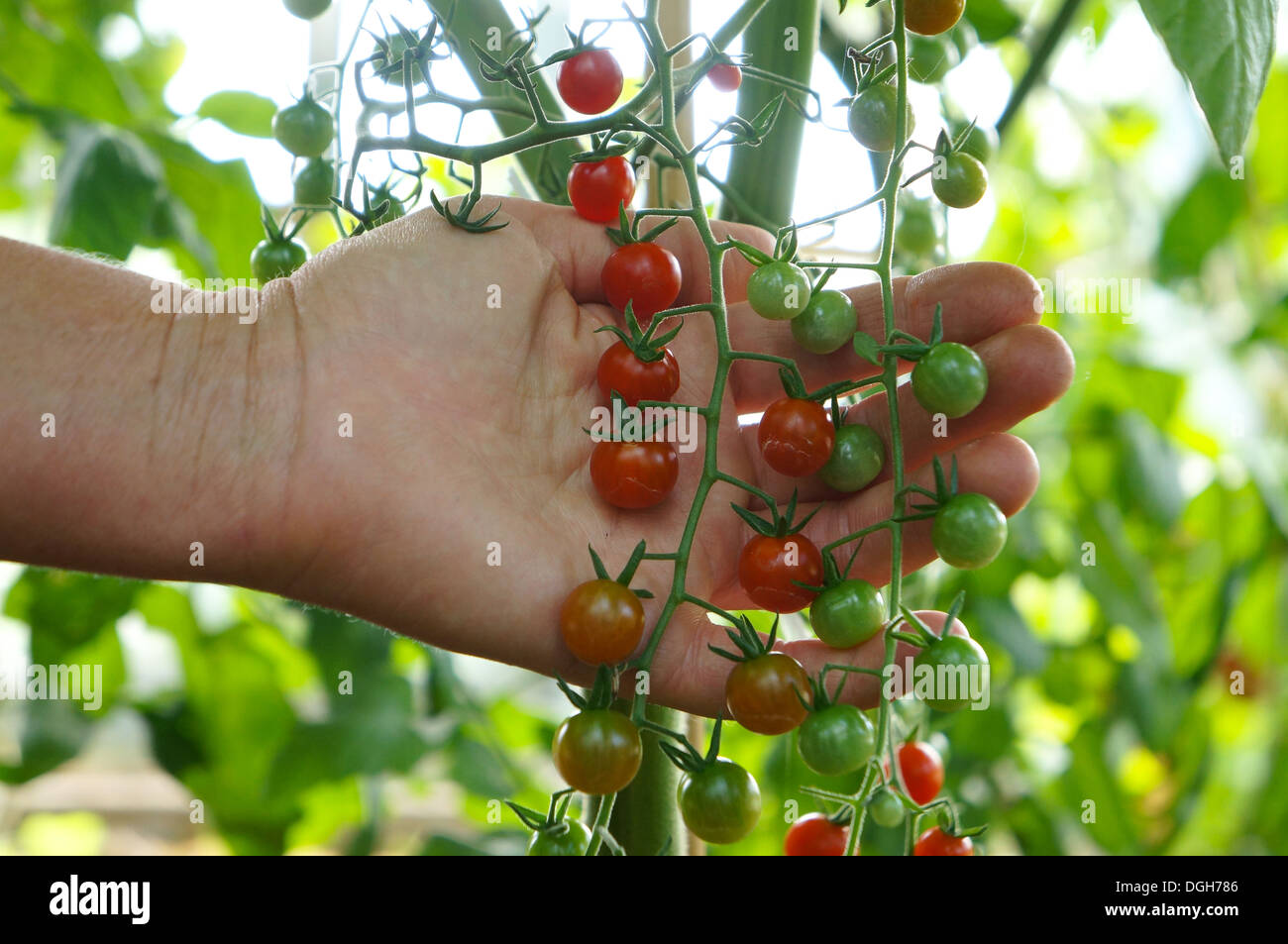 Sweet Cherry-Tomate Erbsenpflanze Stockfoto
