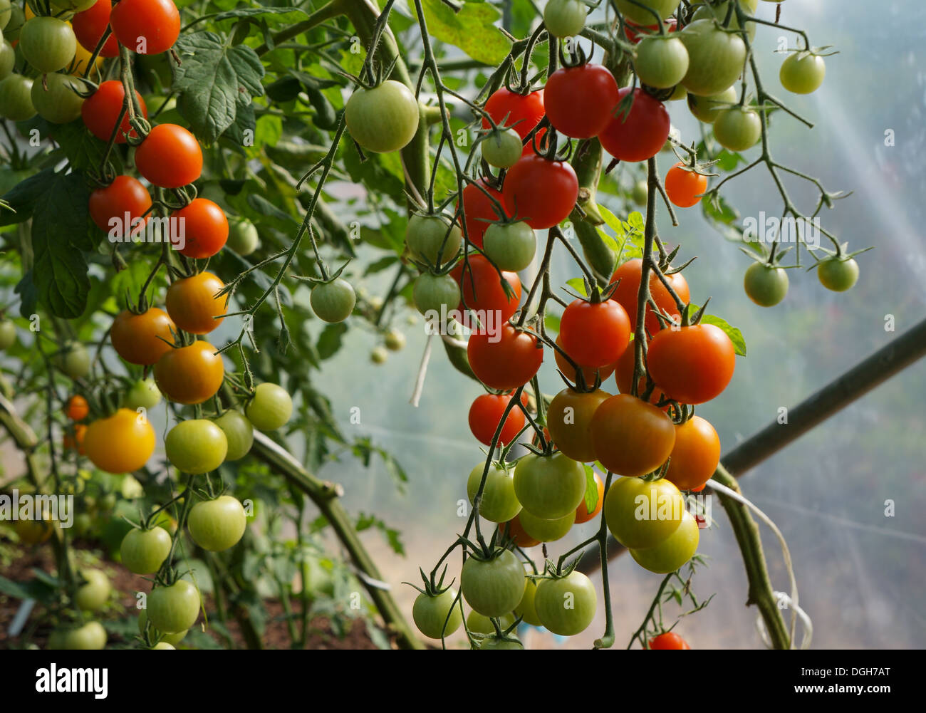 Tomatenpflanze mit roten und grünen Tomaten Stockfoto