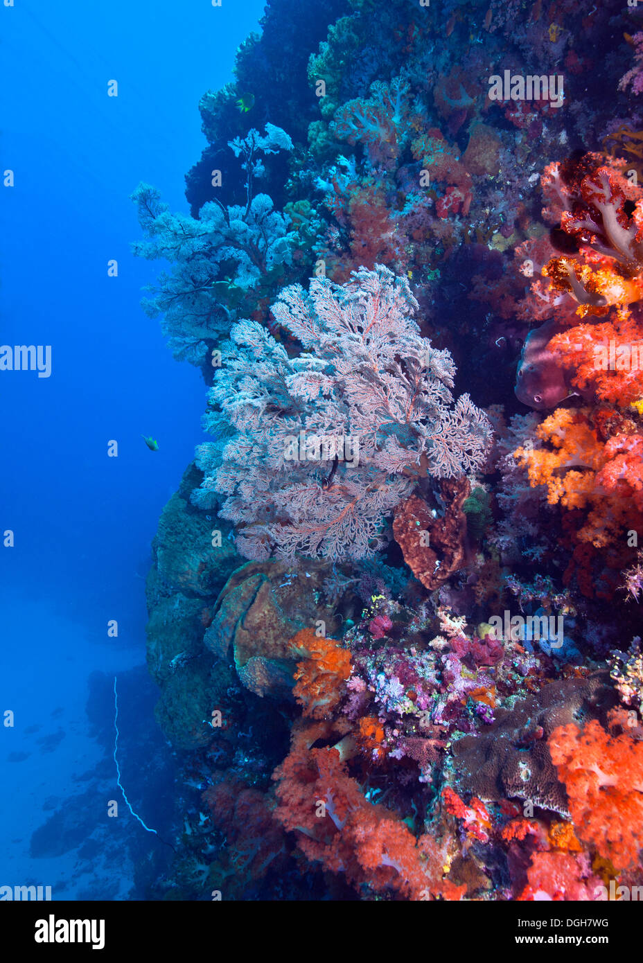 Seascape Wand Riff mit Seafan und Weichkorallen in Komodo, Indonesien. Stockfoto