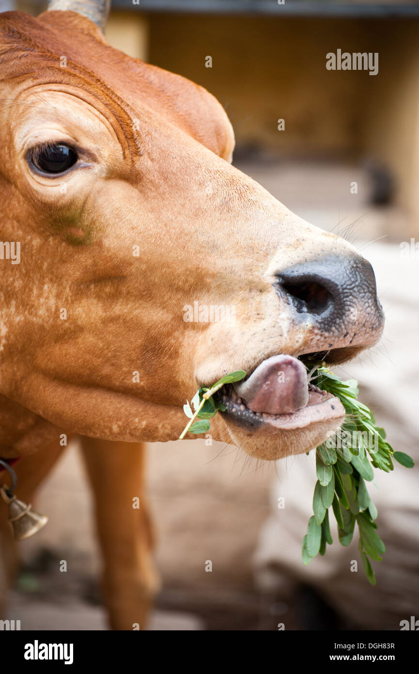 Heilige indische Kuh Essen Rasen. Süd-Indien, Tamil Nadu Stockfoto