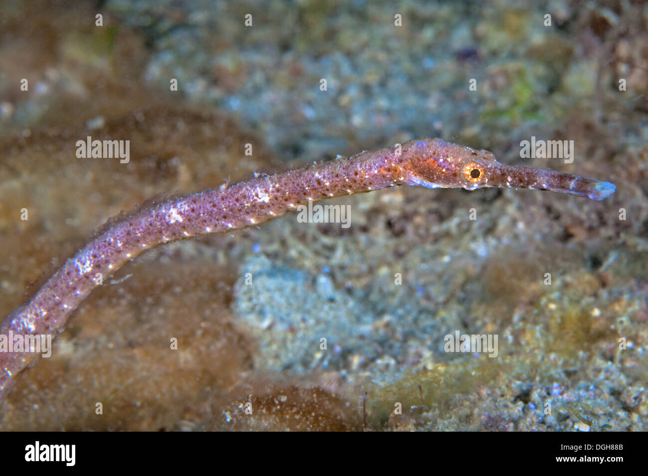 Double-ended Seenadeln (Trachyrhamphus Bicoarctatus) Makrofoto schließen Bild. Puerto Galera, Philippinen. Stockfoto
