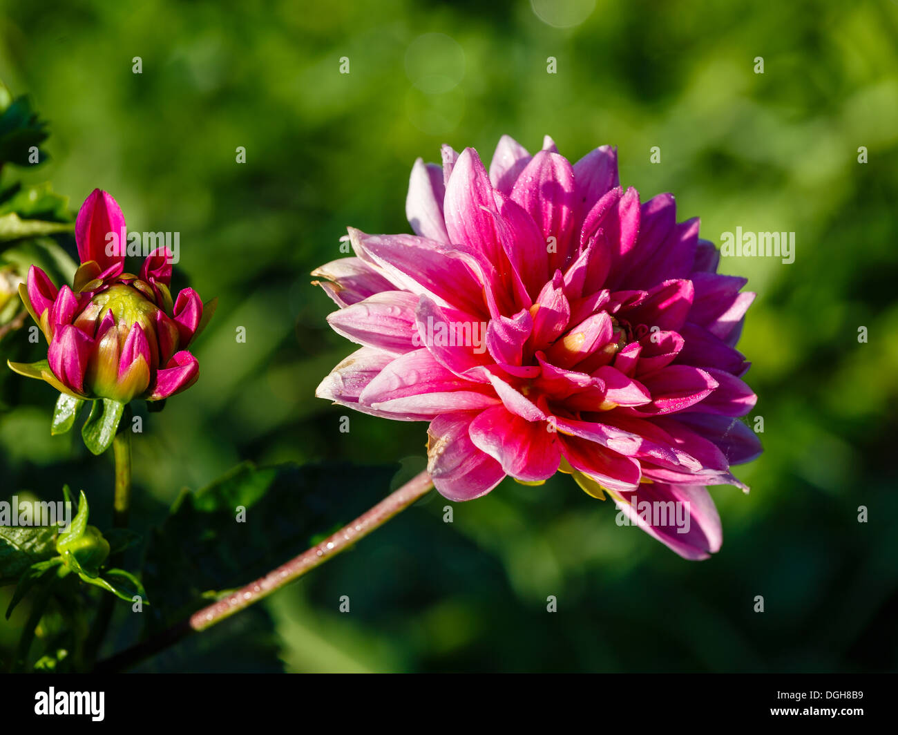 Dark red dahlia Stockfotos und bilder Kaufen Alamy