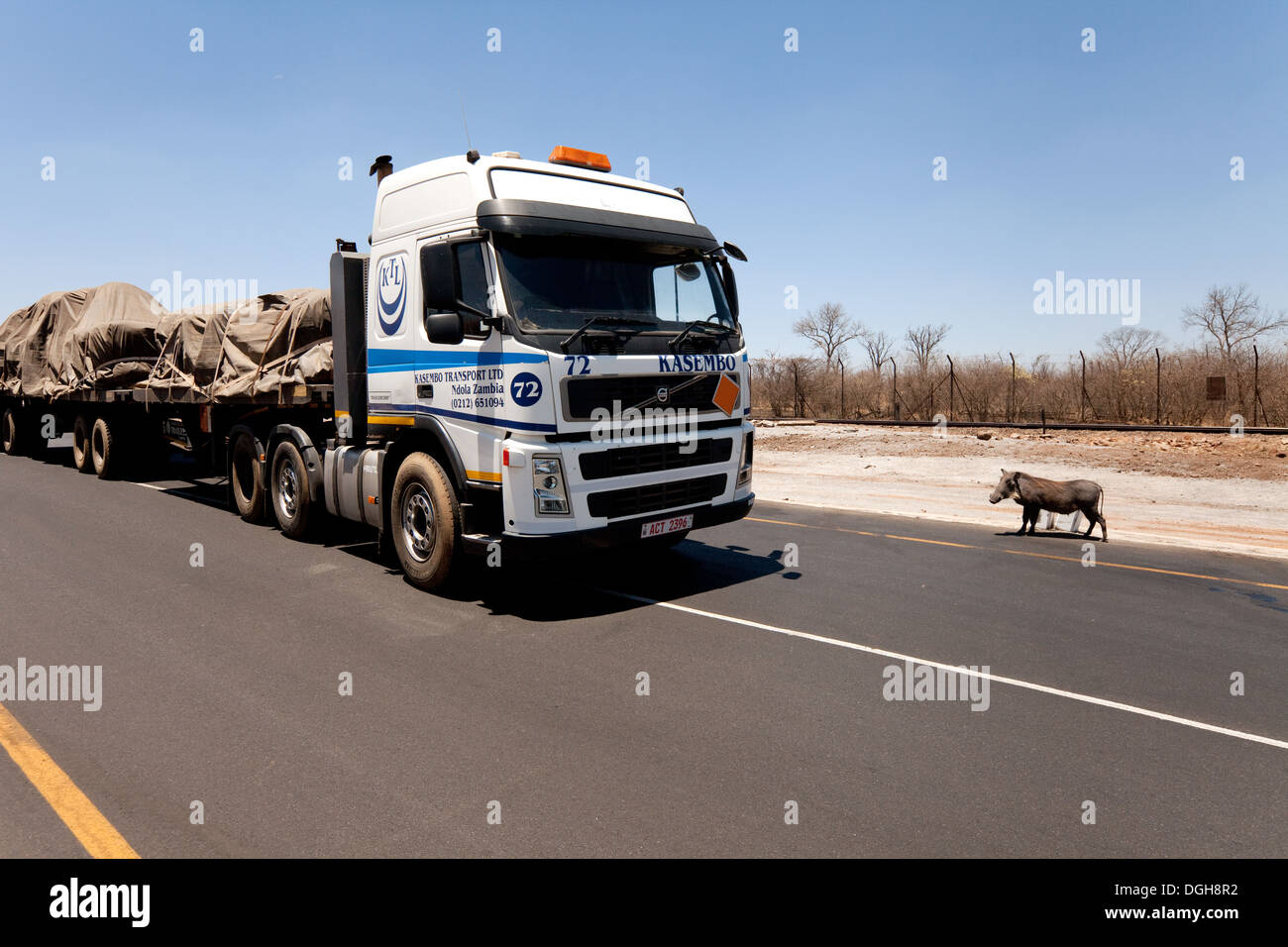 Ein Warzenschwein versucht, überqueren Sie die Straße vor einem LKW, Simbabwe, in der Nähe der sambischen Grenze, Afrika Stockfoto