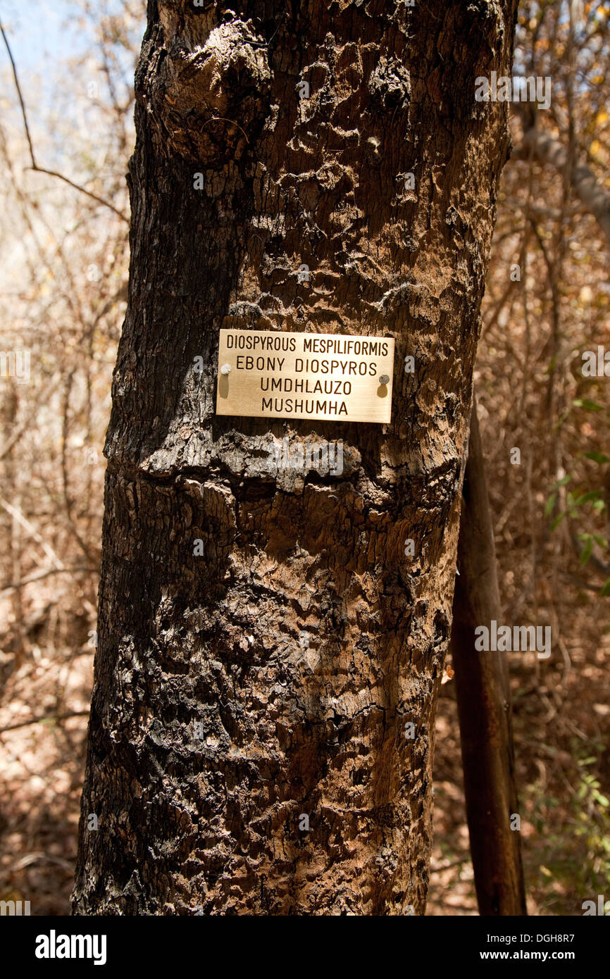 Ein Ebenholzbaum, Diospyros Mespiliformis, mit Schild, wächst in Simbabwe, Afrika Stockfoto