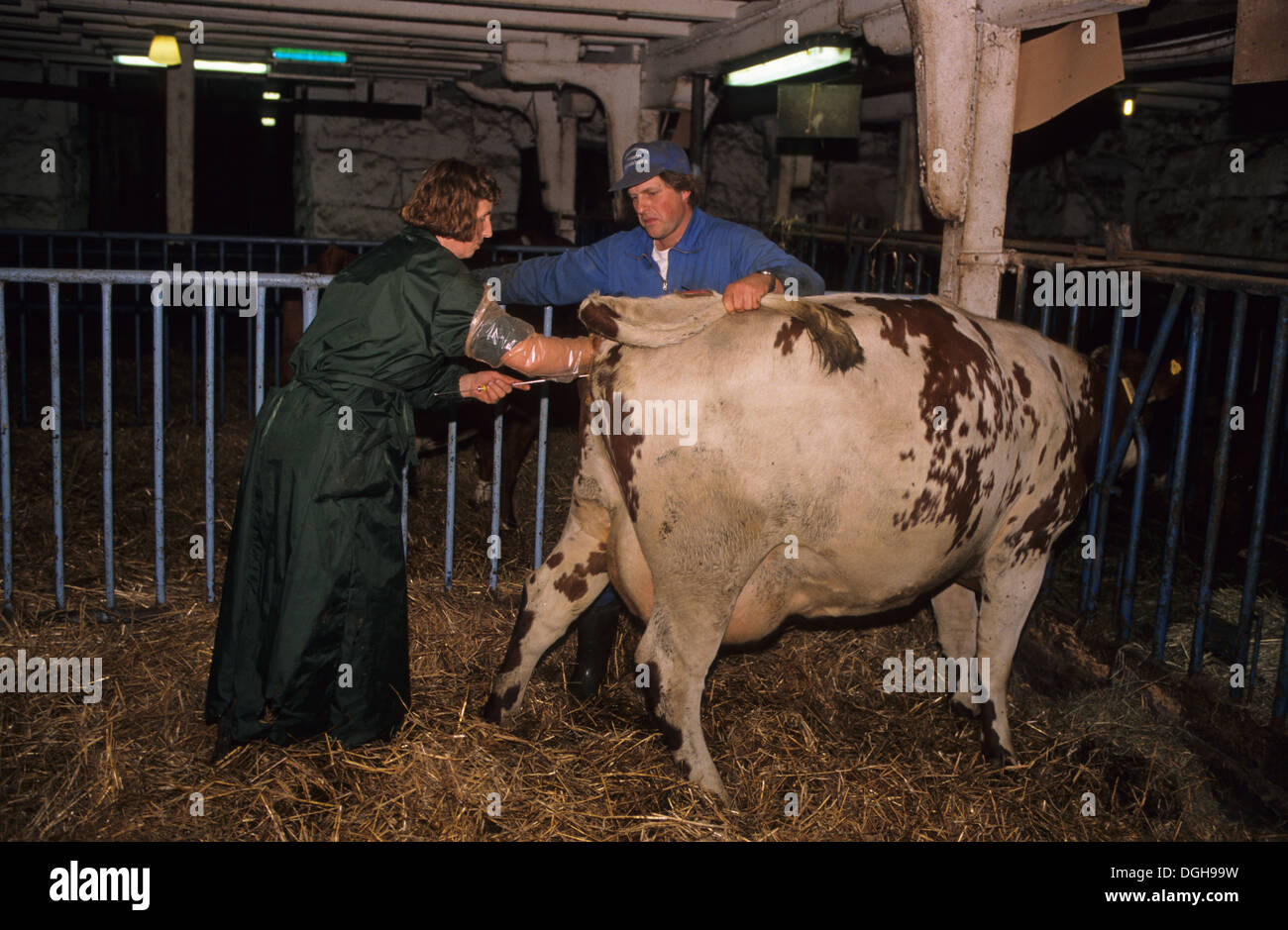 Artificial insemination ai cattle farming Fotos und Bildmaterial in