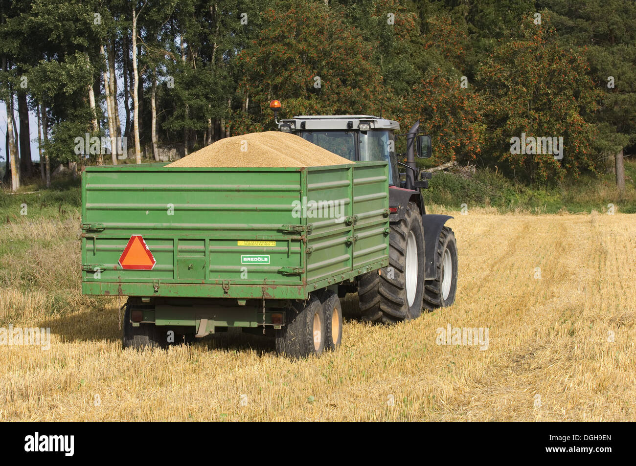 Hafer (Avena Sativa) Ernte, Traktor mit Anhänger voller geernteten Getreide im Stoppelfeld, Schweden Stockfoto