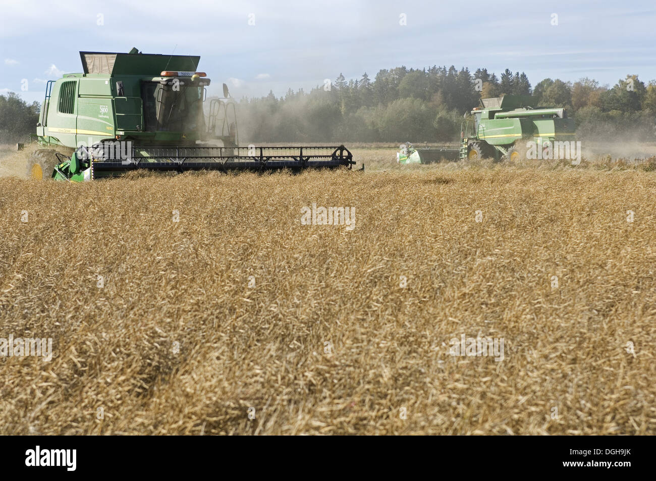 Raps Brassica Napus Ernte Feld Geerntet Indem Man John Deere