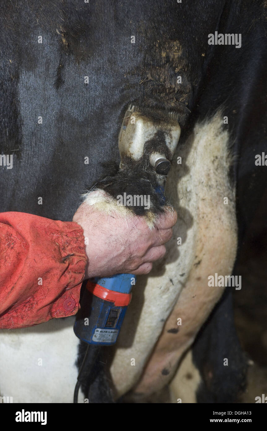 Milchviehhalter Clipping Haare vom Fell der Milchkuh, Schweden Stockfoto