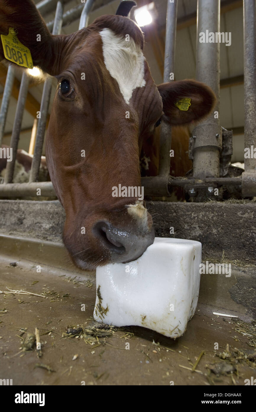 Milchviehhaltung, Milchkuh, Nahaufnahme des Kopfes, lecken Salz Block in Lose Gehäuse auf Bio-Bauernhof, Schweden, august Stockfoto