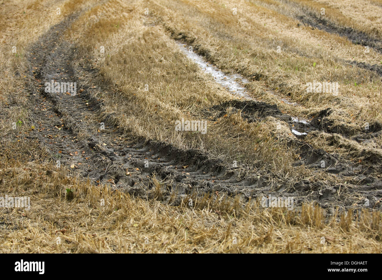 Traktor-Reifenspuren im schlammigen Stoppeln Feld, Schweden, Herbst Stockfoto