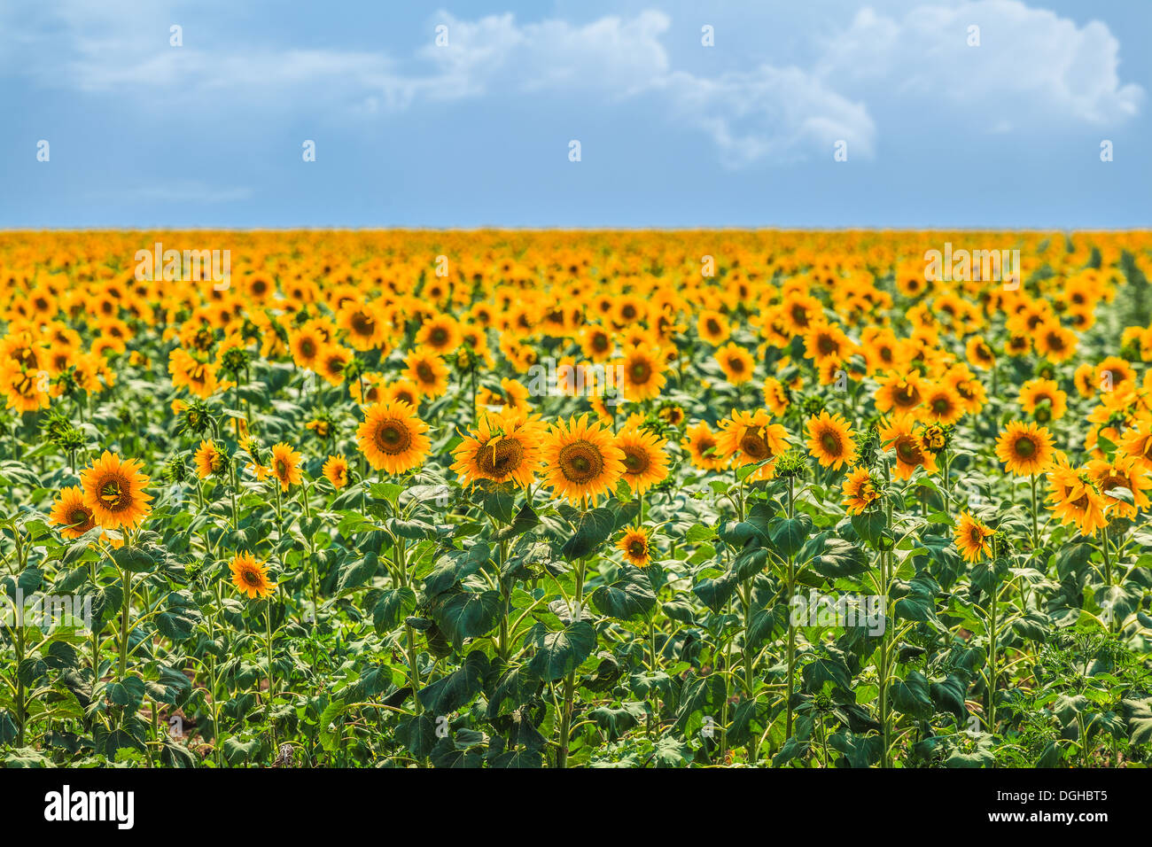 Feld von Sonnenblumen auf einem Hintergrund des blauen Himmels Stockfoto