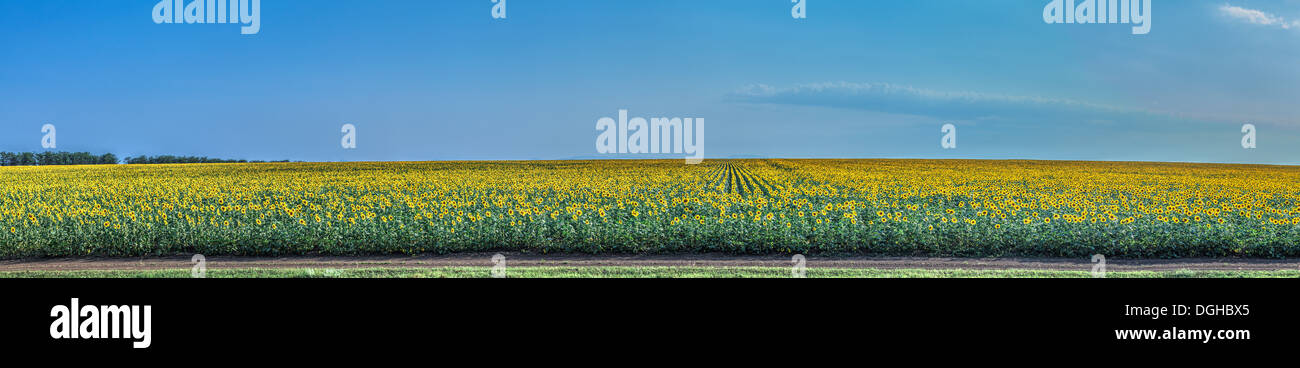 Feld von Sonnenblumen auf einem Hintergrund des blauen Himmels. Panoramma aus mehreren Dateien Stockfoto
